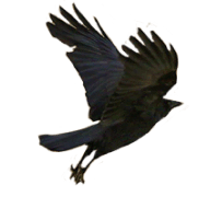 corbeau