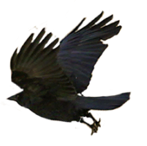 corbeau